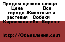 Продам щенков шпица › Цена ­ 20 000 - Все города Животные и растения » Собаки   . Кировская обл.,Киров г.